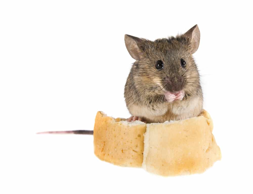Мыши обгрызли. Мышь. Мышь с сыром. Домовая мышь.