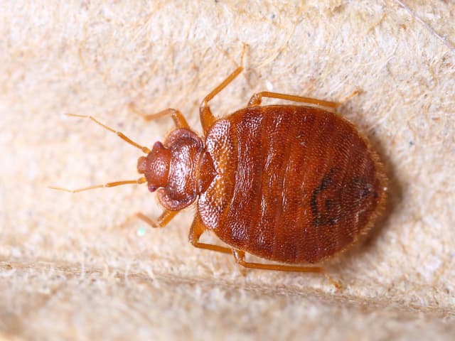 What Are Some Natural Repellants That Help Against Bed Bugs
