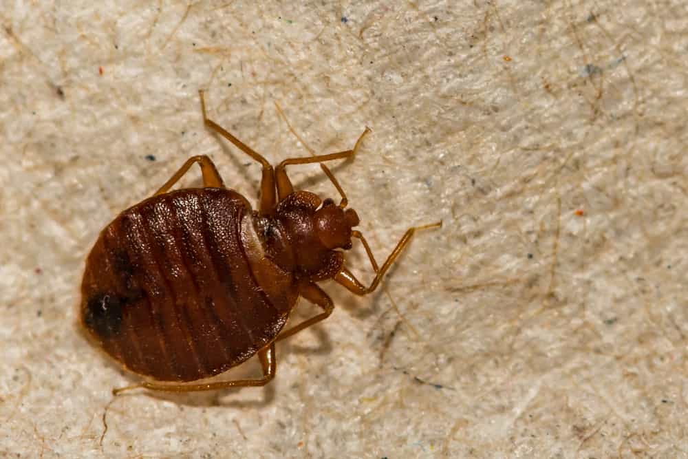 What Are the Signs of An  Advanced Bed Bug Infestation