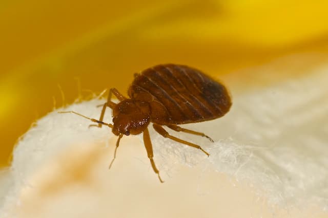 What Can I do when I tidy my house for extra security against bed bugs
