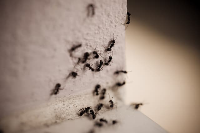 Carpenter Ant Case Study Guelph