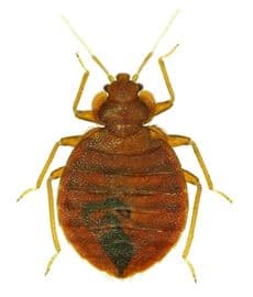 bed bug control guelph
