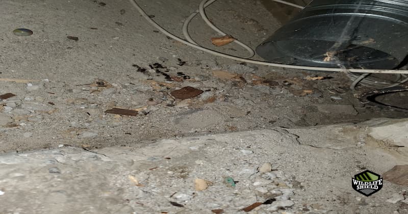 rat-droppings-found-crawl-space
