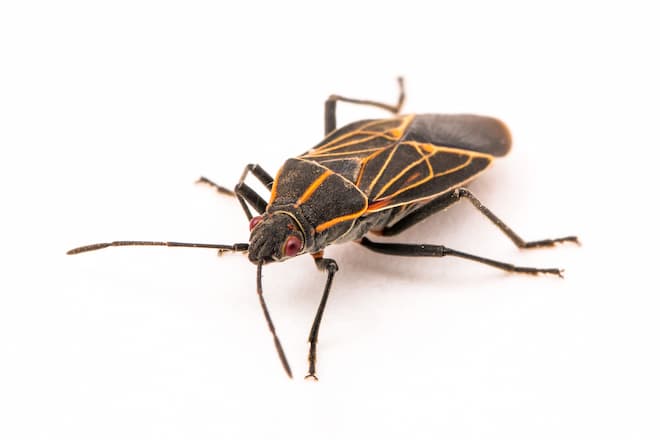 Boxelder-bugs-and-the effects-on-your-health