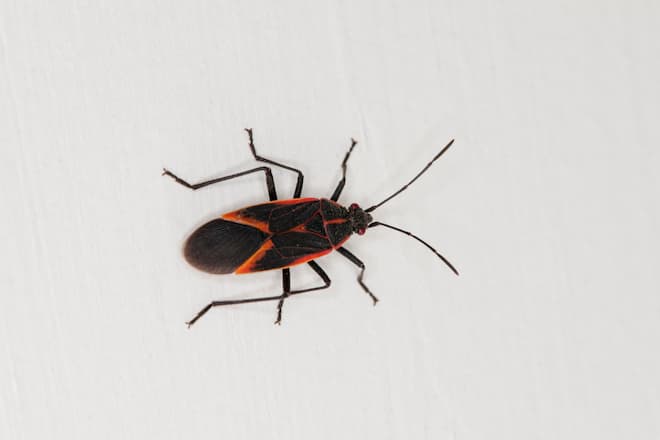 are-boxelder-bugs-harmful-to-pets