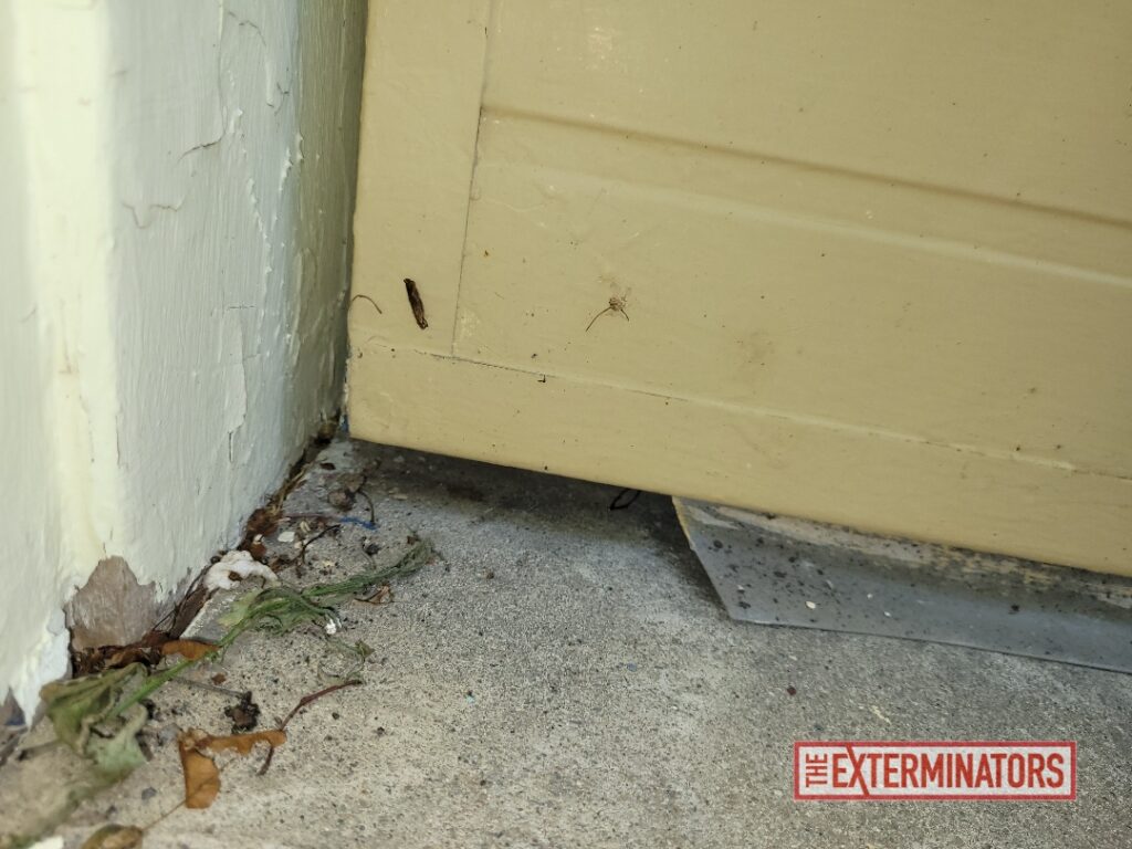 Entry Point Under Front Door