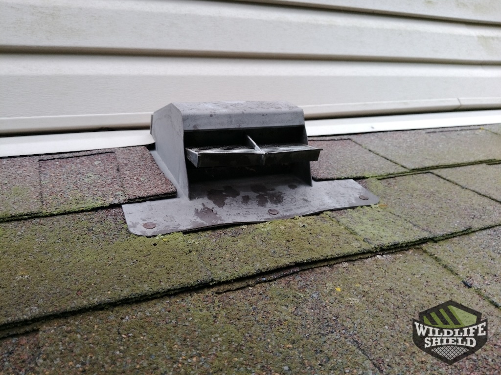roof vent squirrel entry point