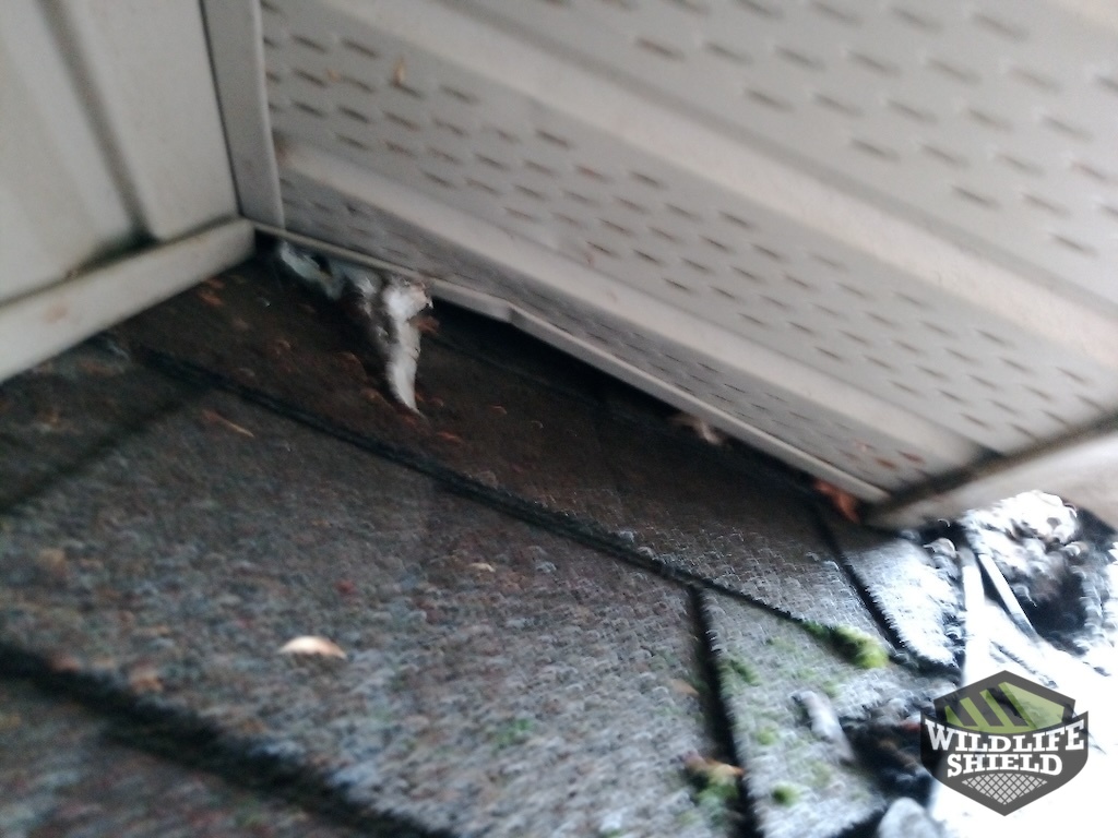 soffit squirrel enty point