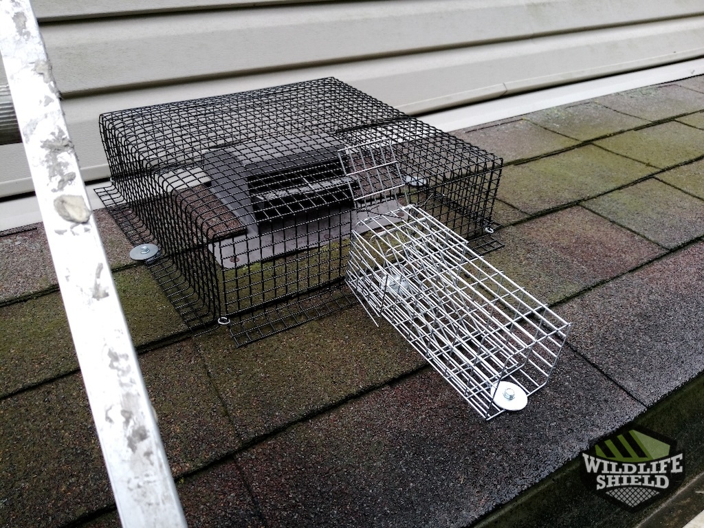 squirrel one way door roof vent