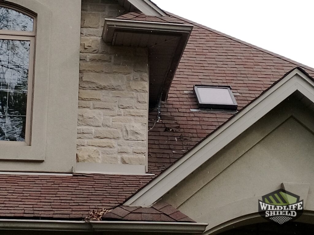 squirrel one way door soffit door removal