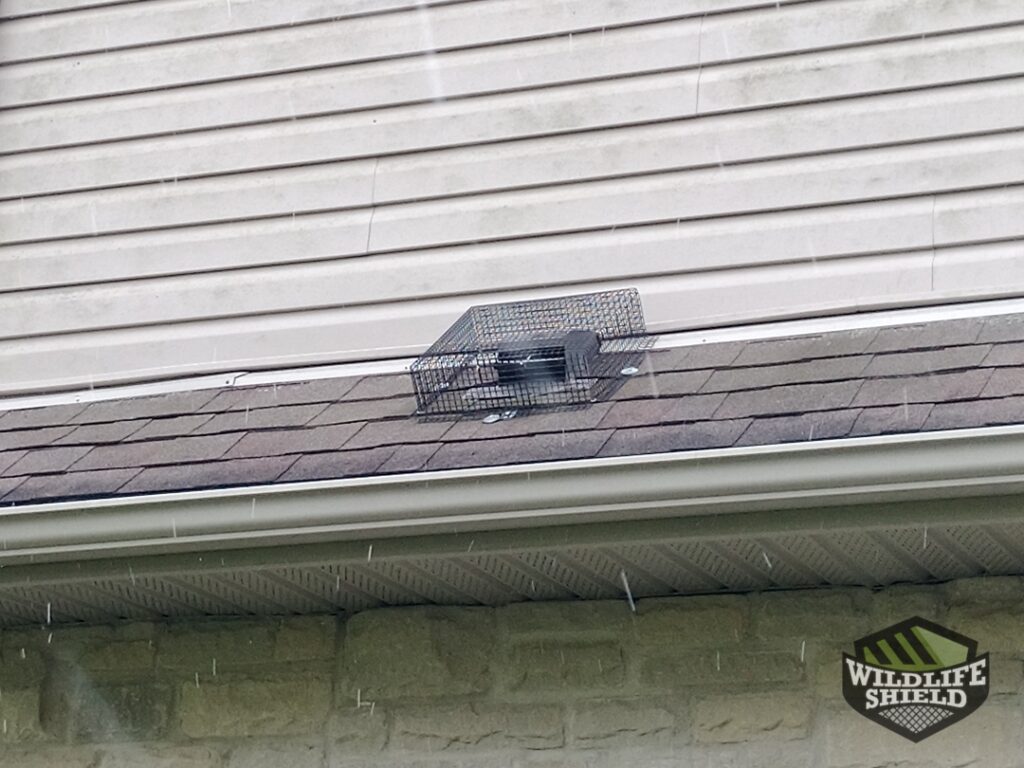 squirrel roof vent door removed