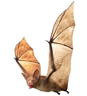 bat removal Guelph